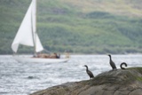 cormorants whyw18 fri gjmc 9306w